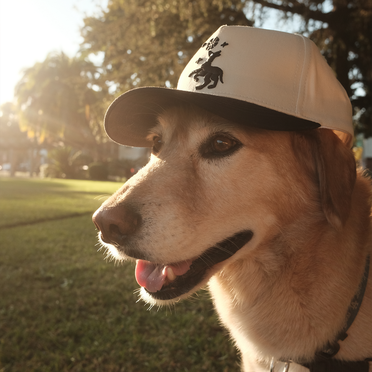 MAN'S BEST FRIENDS SNAPBACK